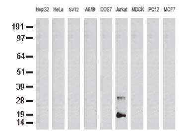 X̍זẺnti35ugjanti-CD3E mN[iR̂găEFX^ubǵiClone UMAB54j