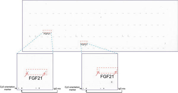 ORG Ђoverexpression protein microarray chip UltraMAB anti-FGF21 }EXmN[iR̂ pĖƉuFiUM500059jBz^pN͊g債TuACɐԐFpănC CgBTuACɑ݂SẴ|WeBuRg[mɂ邽߃xB