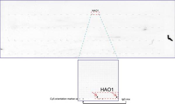 ORG Ђoverexpression protein microarray chip UltraMAB anti-HAO1 }EXmN[iR̂pĖƉuFiUM500082jBz^pN͊g債TuAC ԐFpănCCgBTuACɑ݂SẴ|WeBuRg[mɂ邽߃xB