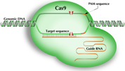 Origene CRISPR/Cas9