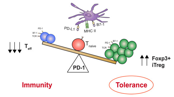 PD1_PDL1_antibody_WLS.jpg