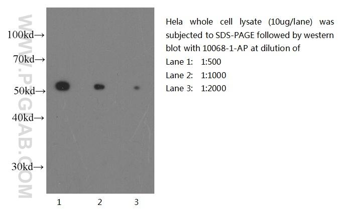Western blot of Hela cell with anti-Tubulin-Beta (10068-1-AP) at various dilutions.