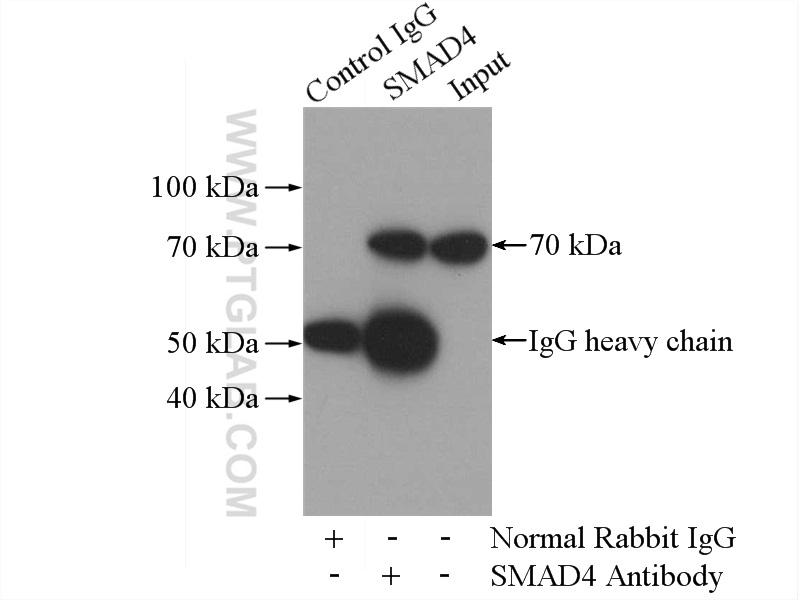 IP Result of anti-SMAD4 (IP:10231-1-AP, 4ug; Detection:10231-1-AP 1:600) with mouse liver tissue lysate 4000ug.
