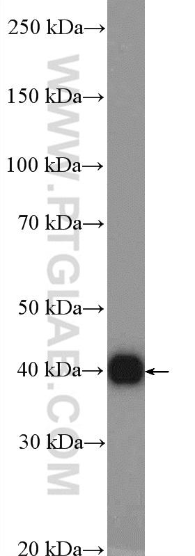 mouse liver tissue were subjected to SDS PAGE followed by western blot with 10308-1-AP( PRKAB1 Antibody) at dilution of 1:1000  incubated at room temperature for 1.5 hours