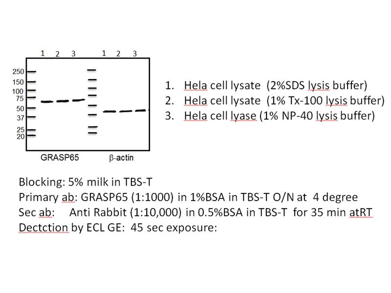 WB result of GRASP65 anitbody (10747-2-AP,1:1000) with HeLa cell lysate by Dr. Neeraj Tiwari, James Rothman Lab.