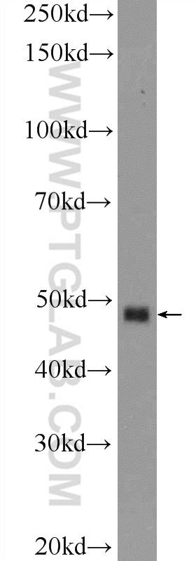 HEK-293 cells were subjected to SDS PAGE followed by western blot with 12221-1-AP( BMP7 Antibody) at dilution of 1:1000  incubated at room temperature for 1.5 hours