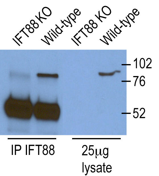 IP and WB result of IFT88(13967-1-AP) from Dr. Corbit, Kevin. Knockout cells and WT cells.