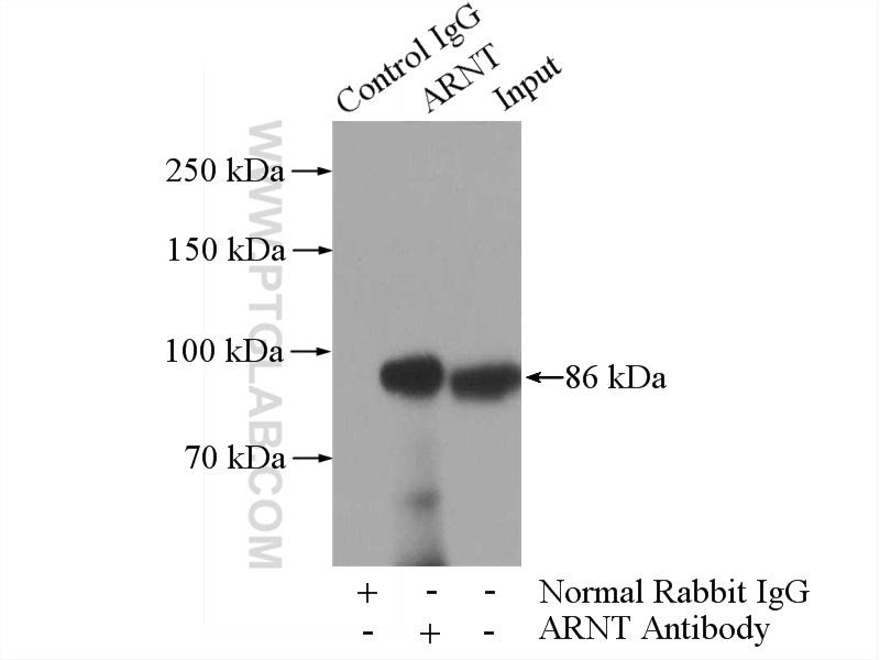 HIF1B_antibody_pgi_image