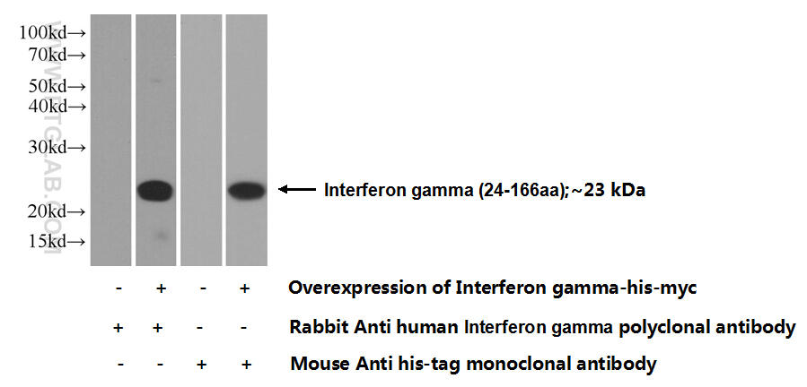 Transfected HEK-293 cells were subjected to SDS PAGE followed by western blot with 15365-1-AP( IFNG Antibody) at dilution of 1:500  incubated at room temperature for 1.5 hours