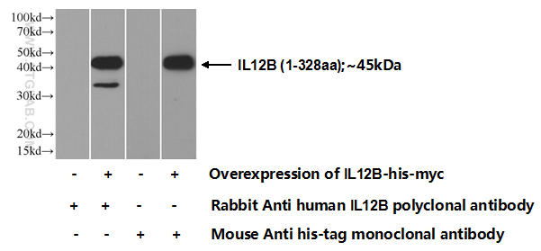 Transfected HEK-293 cells were subjected to SDS PAGE followed by western blot with 17645-1-AP( IL12B Antibody) at dilution of 1:500  incubated at room temperature for 1.5 hours