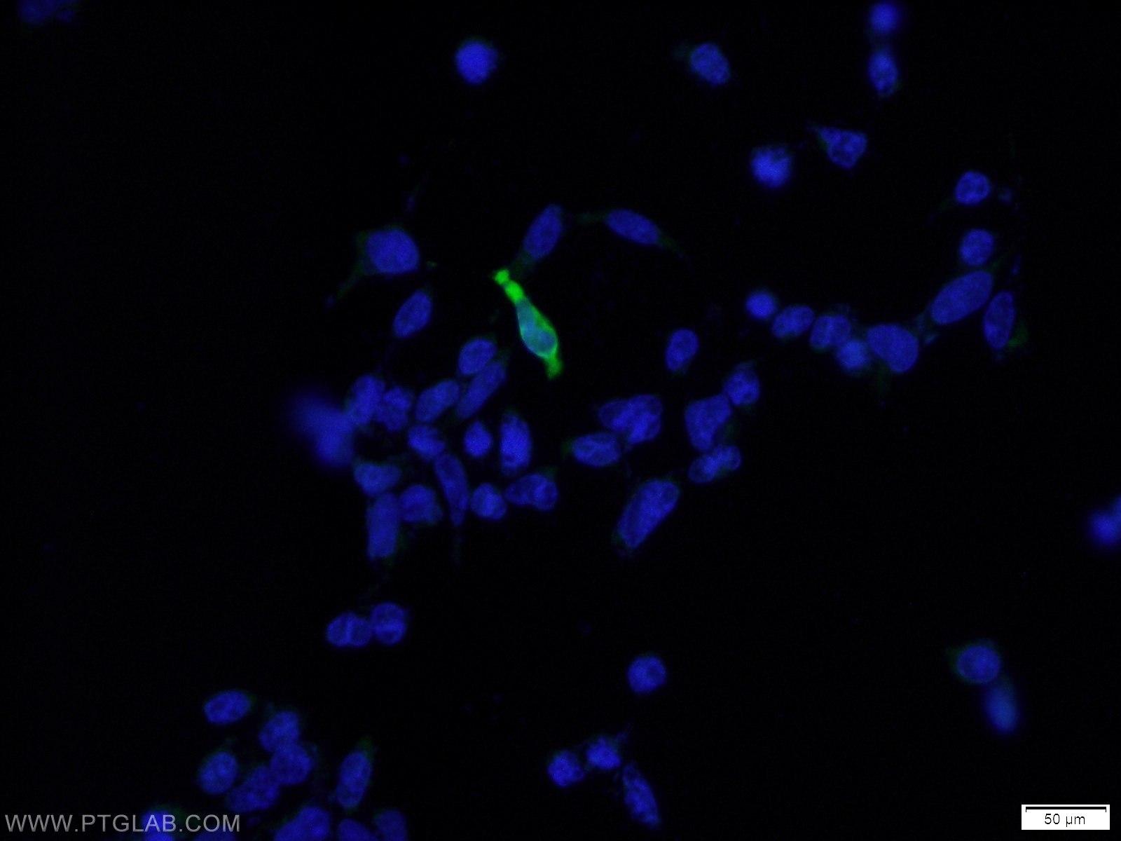 Immunofluorescent analysis of Transfected HEK-293 cells using 20543-1-AP( DDDDK tag Antibody) at dilution of 1:25 and Alexa Fluor 488-congugated AffiniPure Goat Anti-Rabbit IgG(H+L)