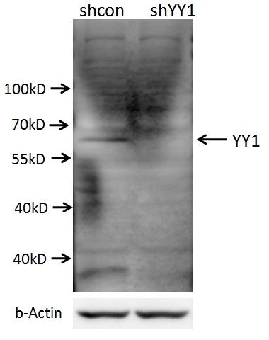 A549 cells (shcontrol and shRNA of YY1) were subjected to SDS PAGE followed by western blot with 22156-1-AP ( YY1 antibody) at dilution of 1:1000.