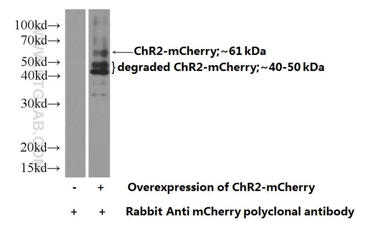 WB result of mCherry antibody (26765-1-AP, 1:5000) with ChR2(34 kDa)-mCherry(27 kDa) transfected HEK293 cells.