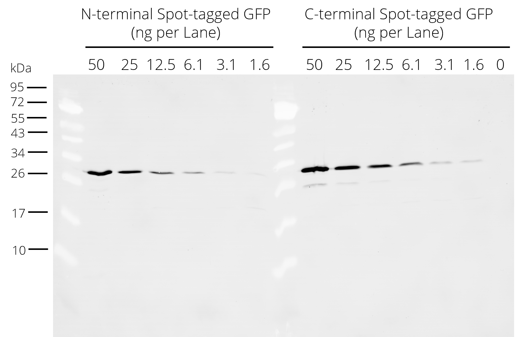 Western blot analysis of N- and C-terminal Spot-tagged GFP added to HEK-293T cell lysate. Detection with Spot-tag® antibody [28A5] (28a5, ChromoTek) 1:5,000 and Nano-Secondary® alpaca anti-mouse IgG1, recombinant VHH, Alexa Fluor® 488 [CTK0103, CTK0104] (sms1AF488-1, ChromoTek) 1:5,000. Western blot membrane was incubated simultaneously with the primary antibody and Nano-Secondary® (one-step staining).