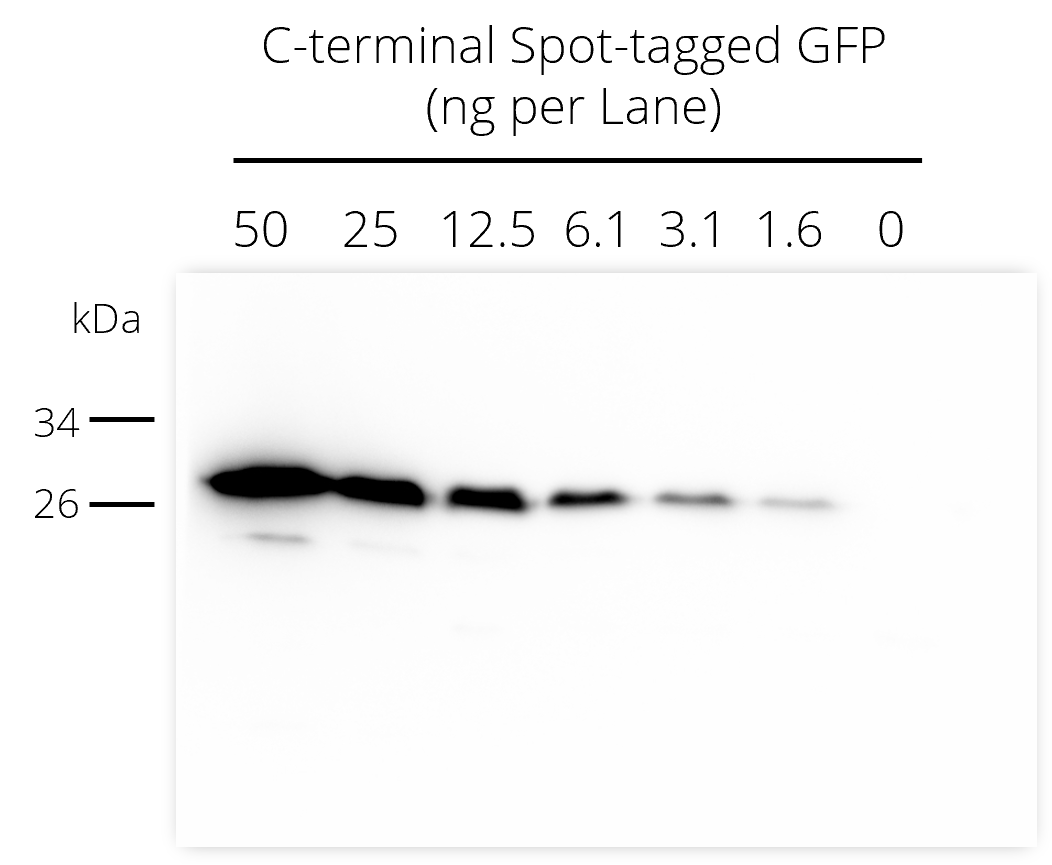 Western blot analysis of N- and C-terminal Spot-tagged GFP added to HEK-293T cell lysate. Detection with Spot-tag® antibody [28A5] (28a5, ChromoTek) 1:5,000 and anti-mouse secondary antibody HRP 1:1,000.
