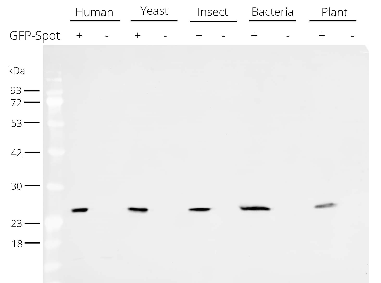 Western blot analysis of different cell lysates +/- 50 ng C-terminal Spot-tagged GFP: human (HEK-293T), yeast (S.cerevisiae), insect (High Five™), bacteria (E.coli) and plant (A.thaliana). Detection with Spot-tag® antibody [28A5] (28a5, ChromoTek) 1:5,000 and Nano-Secondary® alpaca anti-mouse IgG1, recombinant VHH, Alexa Fluor® 488 [CTK0103, CTK0104] (sms1AF488-1, ChromoTek) 1:5,000. Western blot membrane was incubated simultaneously with the primary antibody and Nano-Secondary® (one-step staining).