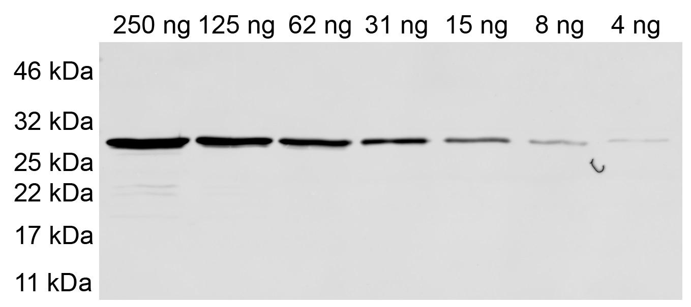 Sensitivity tested with purified recombinant Halo-tag protein. Primary antibody: anti-Halo 1:500. Secondary antibody: anti-mouse Alexa Fluor® 647 1:1,000.