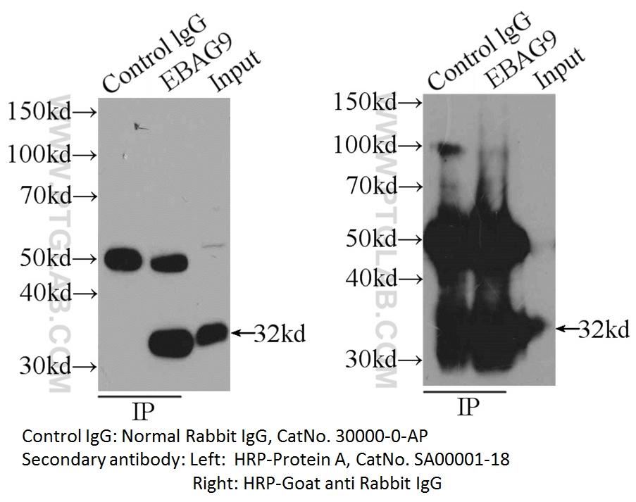 IP sample detected with different secondary antibodies. Normal Rabbit IgG (30000-0-AP) as control.