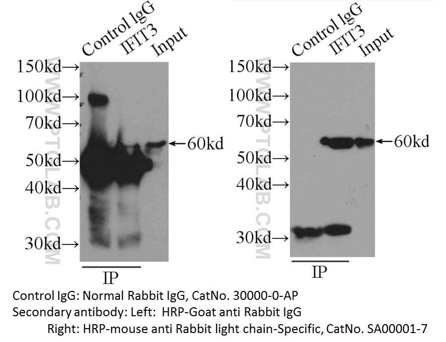 IP sample detected with different secondary antibodies. Normal Rabbit IgG (30000-0-AP) as control.