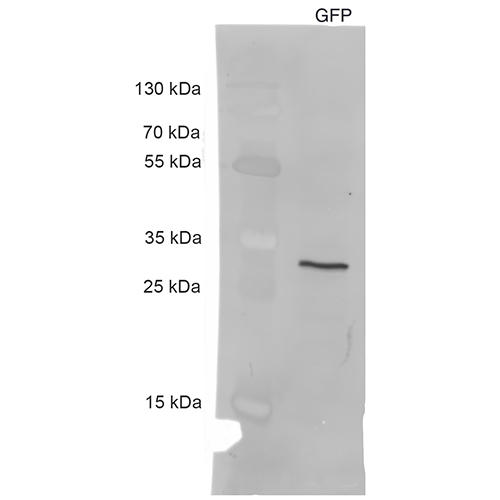 Western blot, anti-GFP antibody [3H9], cell extract of HEK293T cells expressing GFP