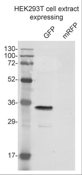 Immunoblot, anti-GFP antibody [3H9], HEK293T cell extract expressing GFP and mRFP to show specificity of GFP-antibody [3H9]