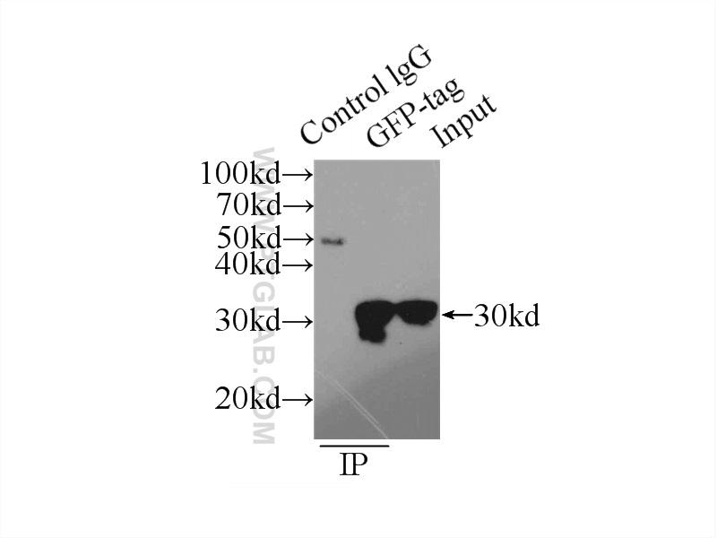 IP Result of anti-GFP tag (IP:50430-2-AP, 4ug; Detection:50430-2-AP 1:5000) with Transfected HEK-293 cells lysate 300ug.