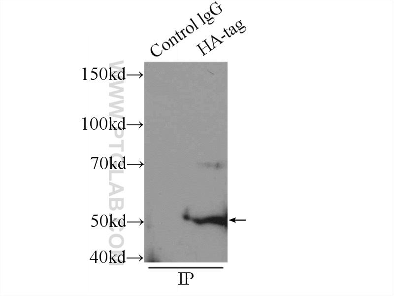 IP Result of anti-HA-tag (IP:51064-2-AP, 3ug; Detection:51064-2-AP 1:2000) with Transfected HEK-293 cells lysate 500ug.