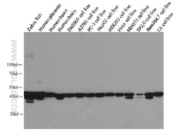 Western blot analysis of Beta-actin in various tissues and cell lines using Proteintech antibody 60008-1-Ig at a dilution of 1:5000. Extra bands were detected in some species with unknown reason.