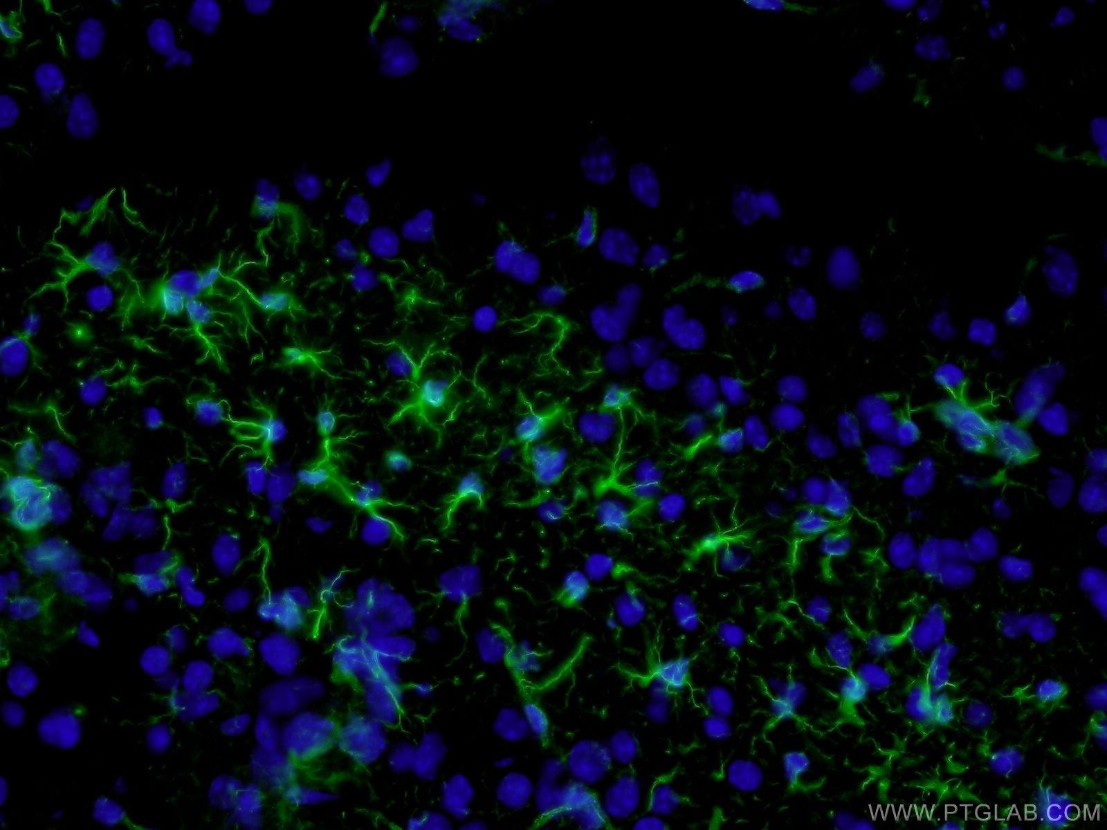 Immunofluorescent analysis of ( 4% PFA ) fixed mouse brain tissue using 60190-1-Ig( GFAP Antibody) at dilution of 1:100 and Alexa Fluor 488-congugated AffiniPure Goat Anti-Mouse IgG(H+L)