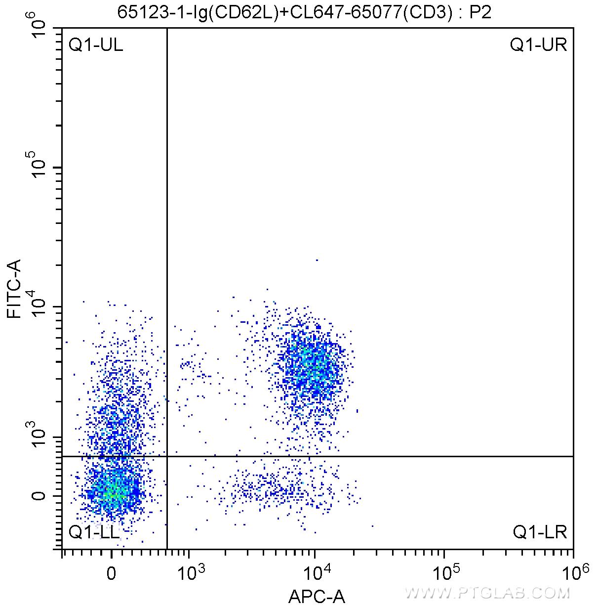 1X10^6 C57BL/6 mouse splenocytes were surface stained with 5 ul CoraLite®647-conjugated Anti-Mouse CD3 (CL647-65077, Clone: 17A2), and 0.5 ug Anti-Mouse CD62L (L-Selectin) (65123-1-Ig, Clone: MEL-14) and FITC Anti-Rat IgG2a Antibody at dilution 1:200. Cells were not fixed.