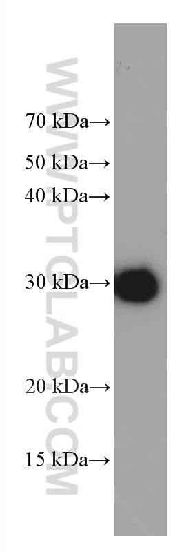 GST prtoein (25 ng), pGEX6P-1 vector expressed in E. coli, were subjected to SDS PAGE followed by western blot with 66001-2-Ig (GST Tag antibody, 1:200,000)  incubated at room temperature for 1.5 hours