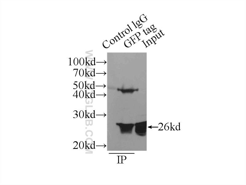 IP Result of anti-GFP tag (IP:66002-1-Ig, 4ug; Detection:66002-1-Ig 1:2000) with the vector plasmid pEGFP-N1 Transfected HEK-293 cells lysate 300ug.