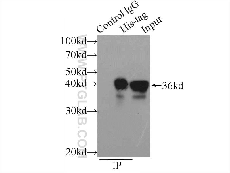 IP Result of anti-6*His, His-Tag (IP:66005-1-Ig, 7ug; Detection:66005-1-Ig 1:10000) with Transfected HEK-293 cells lysate 300ug.