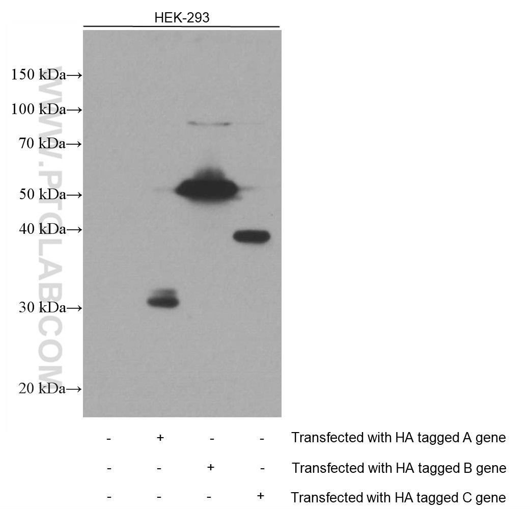 HEK-293 cells were subjected to SDS PAGE followed by western blot with 66006-2-Ig (HA Tag antibody) at dilution of 1:20000 incubated at room temperature for 1.5 hours.