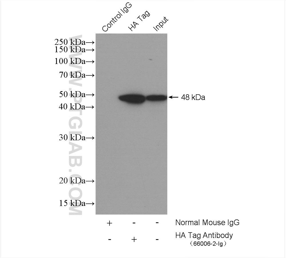 IP result of anti-HA Tag (IP:66006-2-Ig, 5ug; Detection:66006-2-Ig 1:2000) with  Transfected HEK-293 cells lysate 1600 ug.