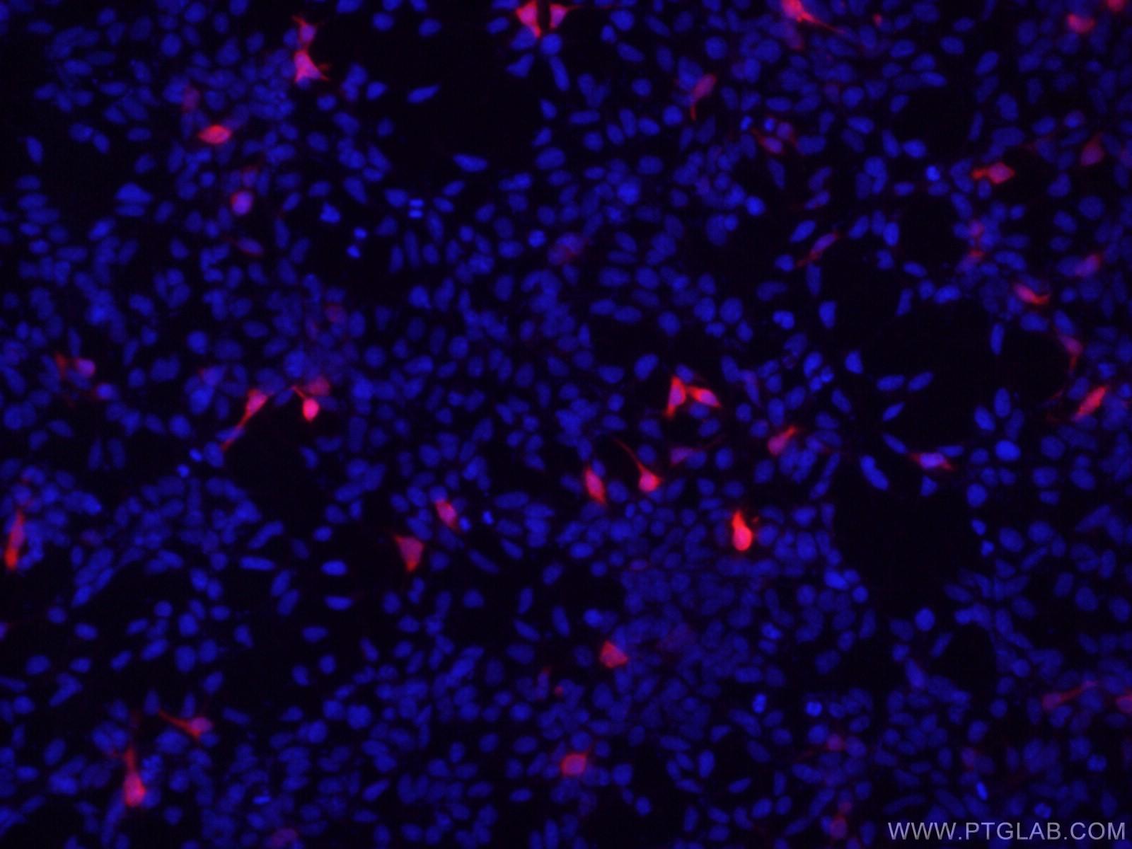 Immunofluorescent analysis of ( -20°C Ethanol) fixed Transfected HEK-293 cells using 66008-3-Ig (DDDDK tag antibody) at dilution of 1:400 and Alexa Fluor 594-Conjugated AffiniPure Goat Anti-Mouse IgG(H+L)