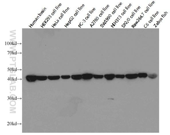 Western blot analysis of beta-actin in various tissues and cell lines using Proteintech antibody 66009-1-Ig at a dilution of 1:20000. (Exposure time: 10 seconds)