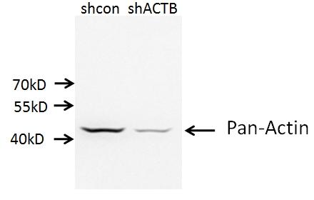 A549 cells (shcontrol and shRNA of Beta Actin) were subjected to SDS PAGE followed by western blot with 66009-1-Ig (Mouse anti Pan-actin antibody) at dilution of 1:10000.