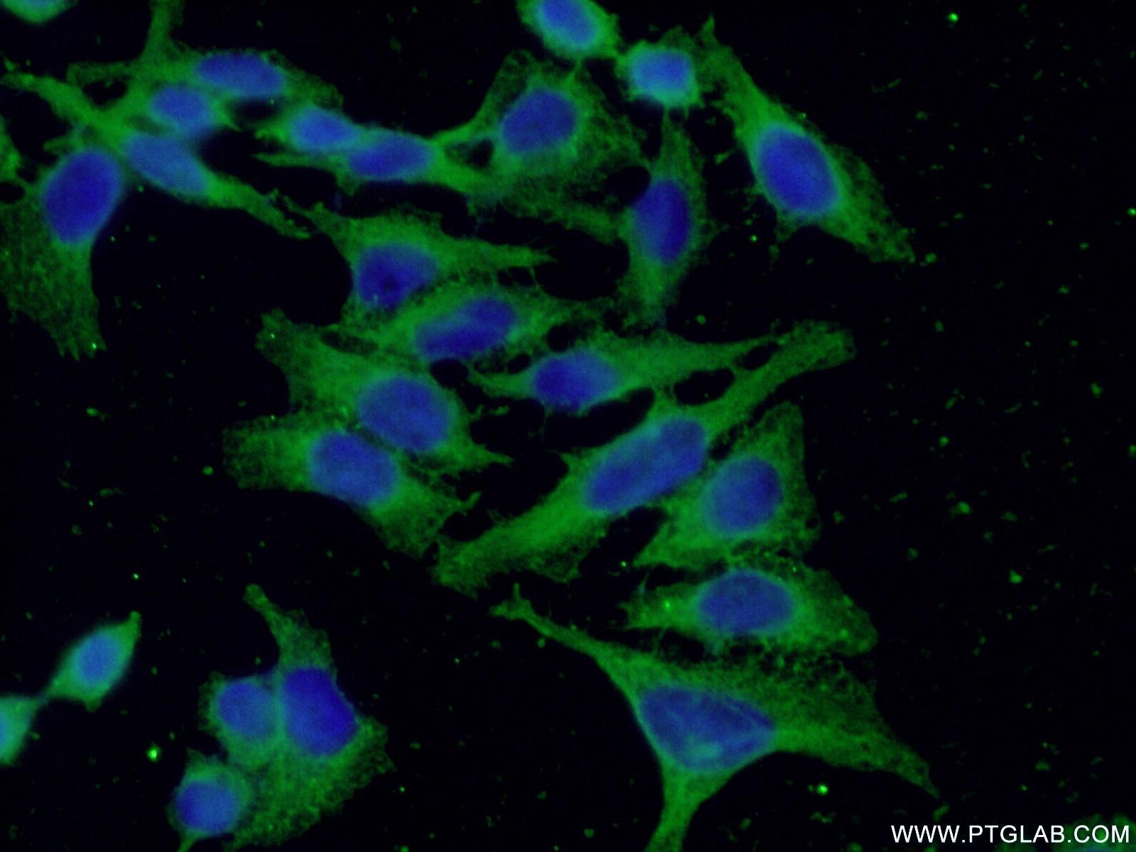 Immunofluorescent analysis of ( -20℃ Ethanol ) fixed HepG2 cells using 66089-1-Ig( F12 Antibody) at dilution of 1:100 and Alexa Fluor 488-congugated AffiniPure Goat Anti-Mouse IgG(H+L)