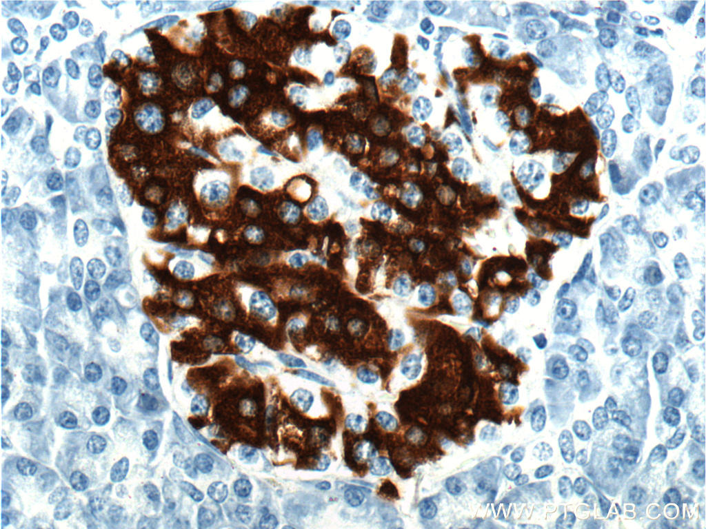 Immunohistochemistry of paraffin-embedded human pancreas tissue slide using 66198-1-Ig( Insulin Antibody) at dilution of 1:5000 (under 40x lens).