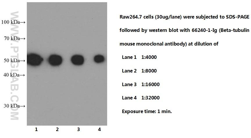 RAW 264.7 cells were subjected to SDS PAGE followed by western blot with 66240-1-Ig (Tubulin-beta Antibody) at different dilutions  incubated at room temperature for 1.5 hours