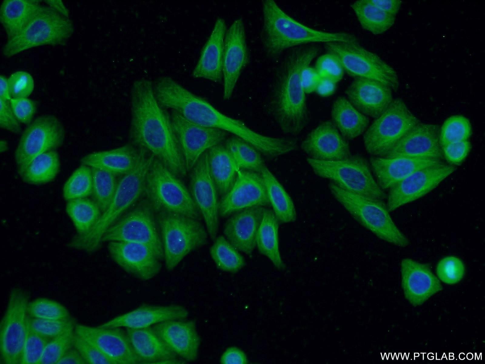 Immunofluorescent analysis of HepG2 cells using 66240-1-Ig( Tubulin-beta Antibody) at dilution of 1:50 and Alexa Fluor 488-congugated AffiniPure Goat Anti-Mouse IgG(H+L)