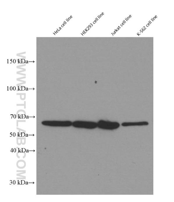 Western blot of YY1 in various human cell lines with 66281-1-Ig at dilution of 1:50000  incubated at room temperature for 1.5 hours