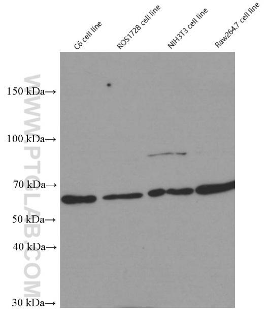 Western blot of YY1 in rat (C6 and ROS1728) and mouse(NIH3T3 and Raw264.7) cell lines with 66281-1-Ig at dilution of 1:50000  incubated at room temperature for 1.5 hours