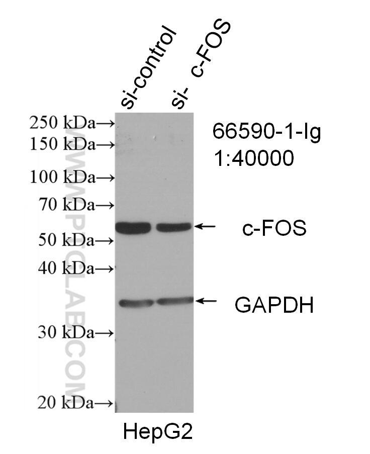 WB result of FOS antibody (66590-1-Ig; 1:40000; incubated at room temperature for 1.5 hours) with sh-Control and sh-FOS transfected HepG2 cells.