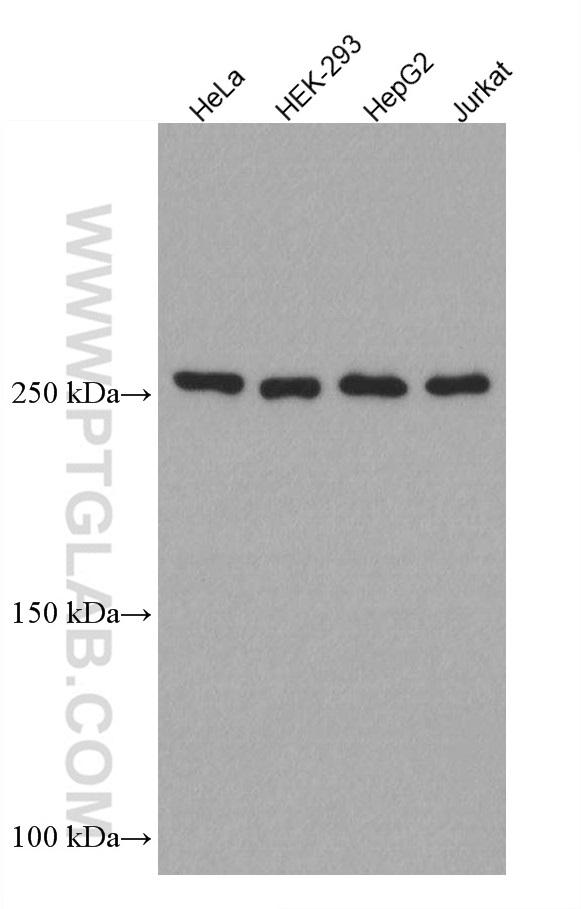Various lysates (25 μg/lane) were subjected to SDS PAGE followed by western blot with 66888-1-Ig (MTOR antibody) at dilution of 1:25000 incubated at room temperature for 1.5 hours.