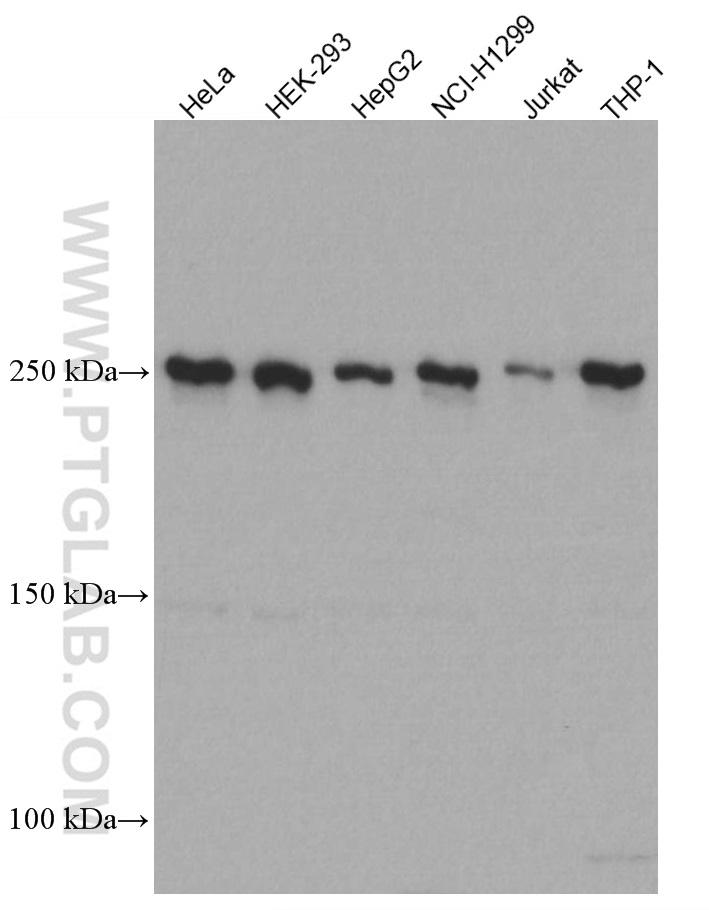 Various lysates were subjected to SDS PAGE followed by western blot with 66888-1-Ig (mTOR antibody) at dilution of 1:20000 incubated at room temperature for 1.5 hours.