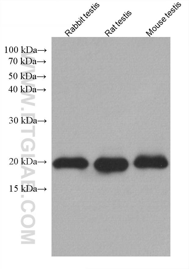 Various lysates were subjected to SDS PAGE followed by western blot with 67763-1-Ig (GPX4 antibody) at dilution of 1:10000 incubated at room temperature for 1.5 hours.