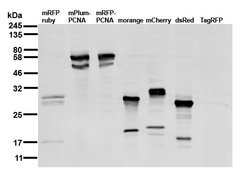 Immunoblot with anti-RFP antibody [6G6]; extract of HEK cells transiently expressing different red fluorescent proteins