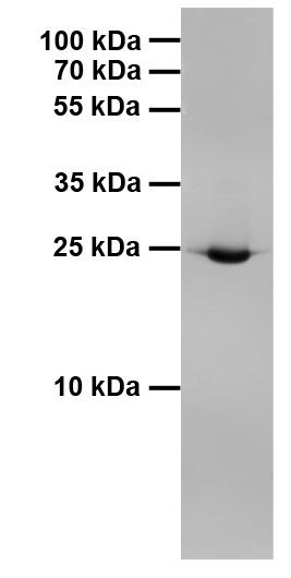 Western blot analysis of cell extract from BL21 cells expressing GST